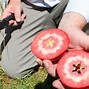 Image result for Exporting Apple From Australia