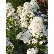 Image result for Phlox amplifolia Weisse Wolke