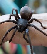Image result for Biggest Spider That Ever Lived
