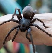 Image result for Giant Spider Species