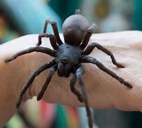 Image result for What's the Biggest Spider