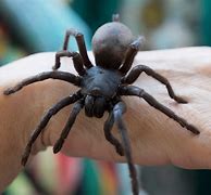 Image result for How Big Is the Biggest Spider