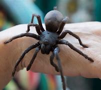 Image result for Biggest Spider On the Planet