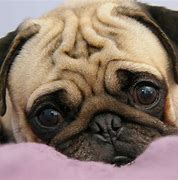 Image result for Cute Pug Desktop