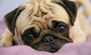Image result for Very Cute Pugs