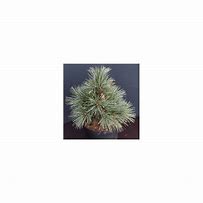 Image result for Pinus strobus Smokey Hollow