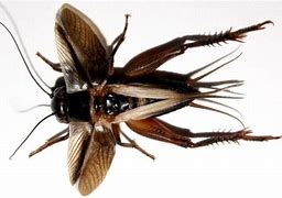 Image result for Cricket Insect Wings