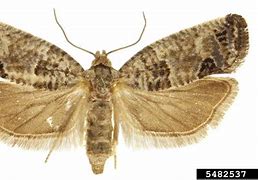 Image result for "eyespotted-bud-moth"