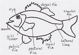 Image result for Fish Diagram for Kids