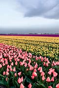 Image result for Pink Tulip Field