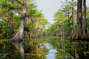 Image result for Cypress Swamps in Louisiana