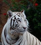 Image result for Albino Tiger Wallpaper