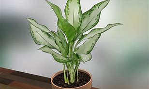 Image result for plants