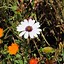 Image result for Flowers Native to Africa