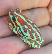 Image result for Painted Frog Vero