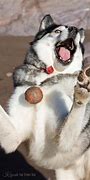 Image result for Funny Husky Photos