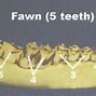 Image result for Deer Incisors