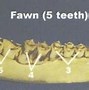 Image result for Aging Deer Teeth
