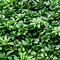 Image result for Japanese Garden Ground Cover