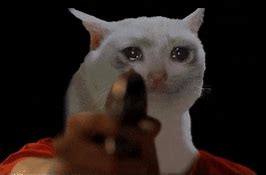 Image result for Crying Cat Meme Middle Finger