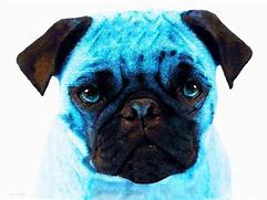 Image result for Pug Blue Tail
