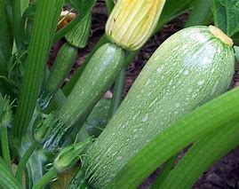 Image result for Grey Zucchini Squash Seeds