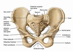 Image result for Pelvic Bone Identification