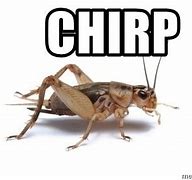 Image result for Crickets Meme