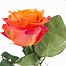 Image result for Colors of Roses