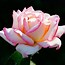 Image result for Free Desktop Wallpaper Pink Roses