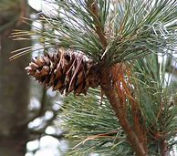 Image result for Pinus flexilis Vanderwolfs Pyramid