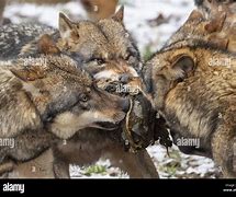 Image result for Wolf Pack Hunting Prey