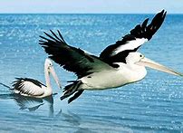 Image result for Pelican On Post