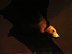 Image result for Bats Near Noise