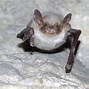 Image result for Wild Bat