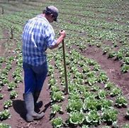 Image result for agriculyor