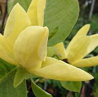 Image result for Magnolia Daphne