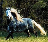 Image result for Gray Appaloosa