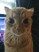 Image result for Gray Cat Staring at Camera Meme
