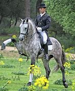 Image result for Horse Standing Dressage