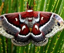 Image result for Moth Bug