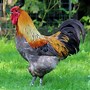 Image result for Feathers in Chicken Hot Dogs