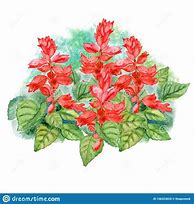 Image result for Salvia Drawing