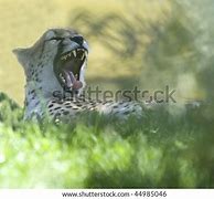 Image result for Sharp Teeth Stock Images