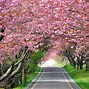 Image result for Cherry Blossom Forest Background
