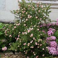 Bildergebnis für POTENTILLA FRUT.  LOVELY PINK