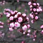 Image result for Prunus armeniaca Tom Cot (r)