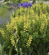 Image result for Baptisia DECADENCE Lemon Meringue