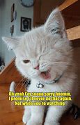 Image result for Cat Saying Sorry