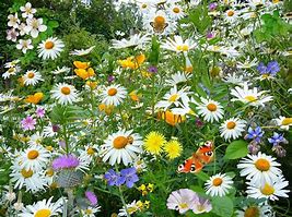 Image result for Wildflower Plants